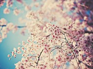 blossom