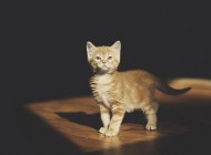 orange-kitty-cat