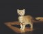 orange-kitty-cat