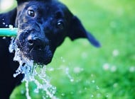 Black Lab Water Hose Photo
