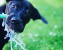 Black Lab Water Hose Photo