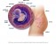 6-weeks-pregnant-photo
