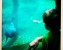 columbus-zoo-manitees