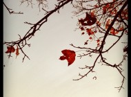 fall photo