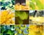 ginkgo picture