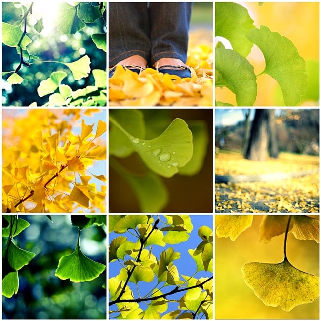 ginkgo picture