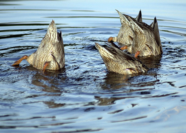 duck photo duck photo