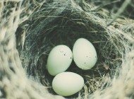 birds nest photo