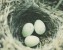 birds nest photo