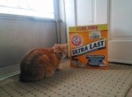 arm and hammer cat litter