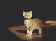 best cat litter