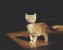 best cat litter