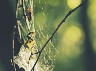 bokeh photo