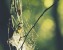 bokeh photo