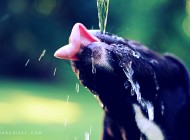 dog licking photo