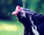 dog licking photo