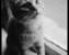 My Cat