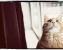 orange cat