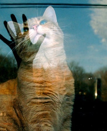 Orange Cat Photo