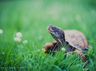 box turtle