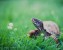 box turtle