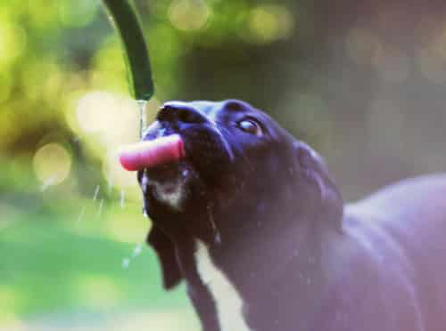 Lab Mix Puppy Black Lab Puppy
