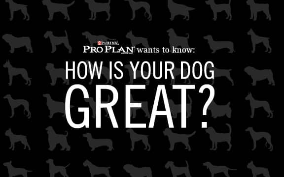 purina-logo