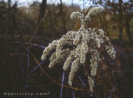 Panasonic Lumix G5 Camera Review