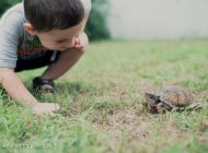 Eastern Box Turtle