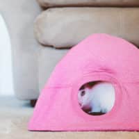 DIY Cat Tent